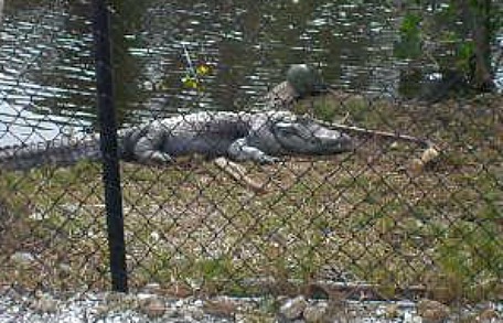 How long do alligators live?