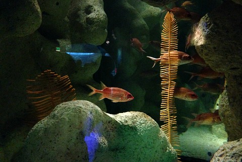 aquarium tampa