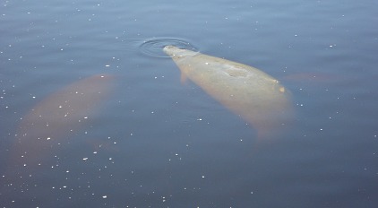 manatees in the wild