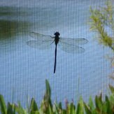 florida dragonflies