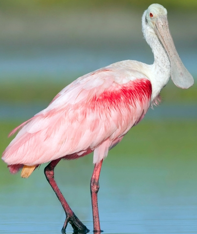 Spoonbill in Southwest Florida