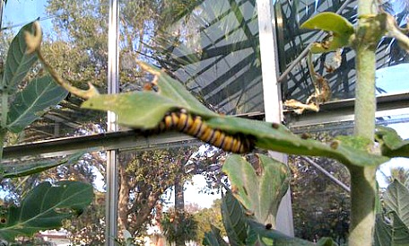 black and yellow striped caterpillar