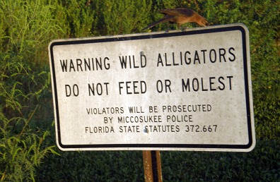 alligator information
