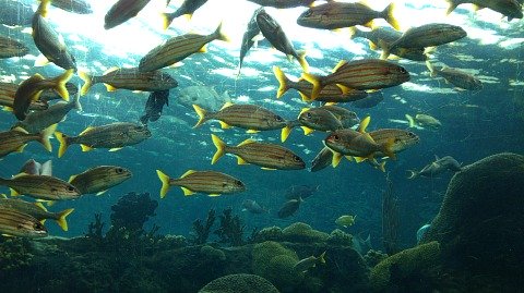 the florida aquarium