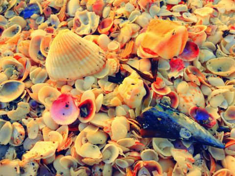 captiva shells
