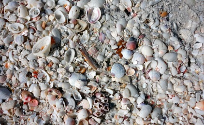sanibel island shells