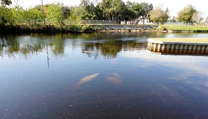 manatees in florida state park