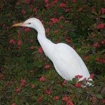 florida egret