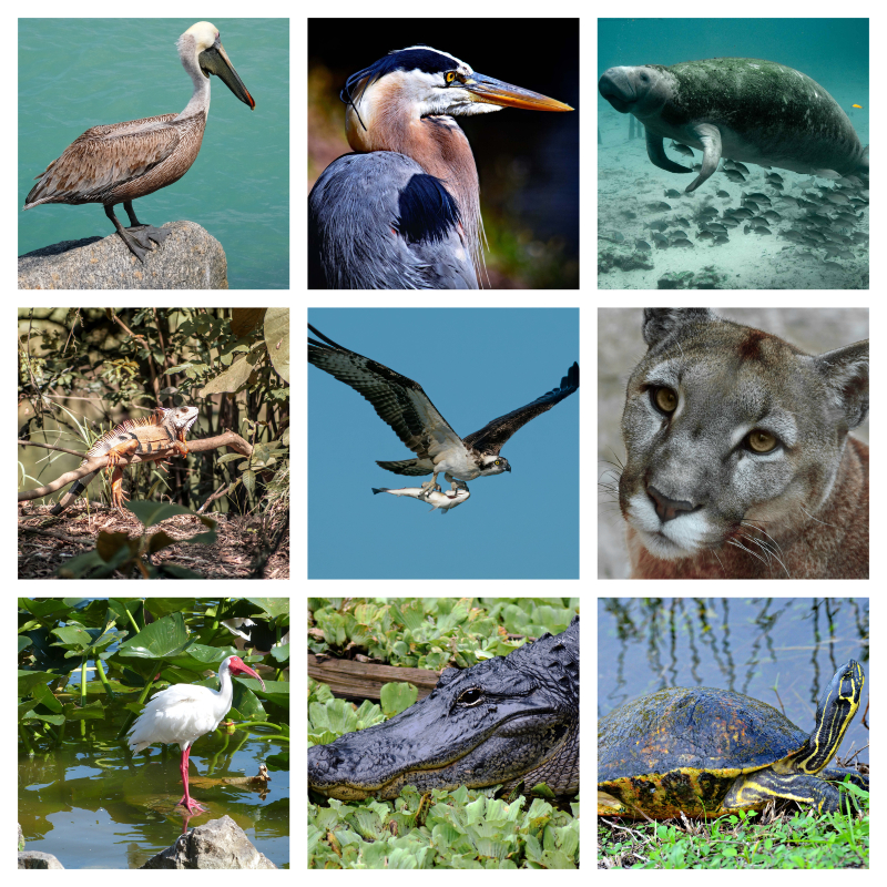 Florida Wildlife - Cape Coral