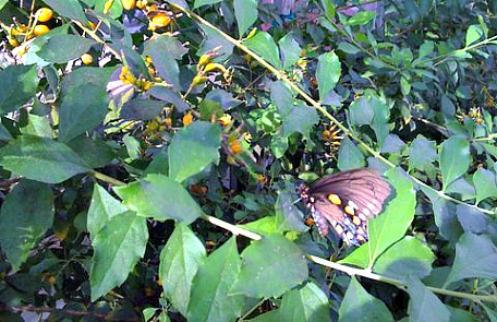 butterfly garden fort myers