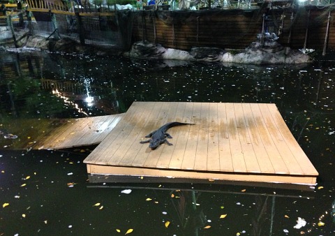 alligators in florida