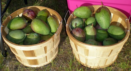 pine island mango festival