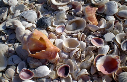 best shelling beaches in florida