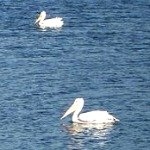 white pelicans in florida