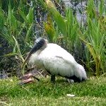 florida wood stork